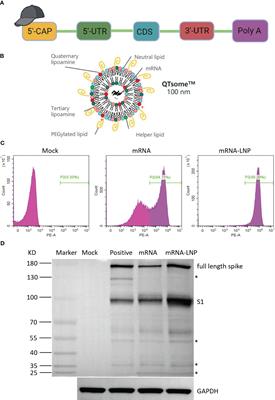 Immunogenicity and protective efficacy of the HC009 mRNA vaccine against SARS-CoV-2